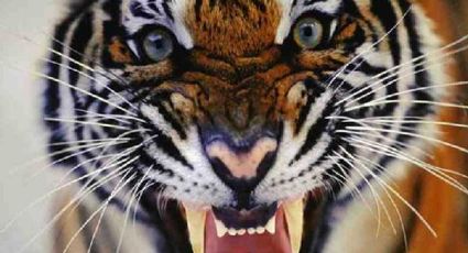 Ni con drones hallan al tigre de Apaseo El Grande: Ya devoró a 16 reses