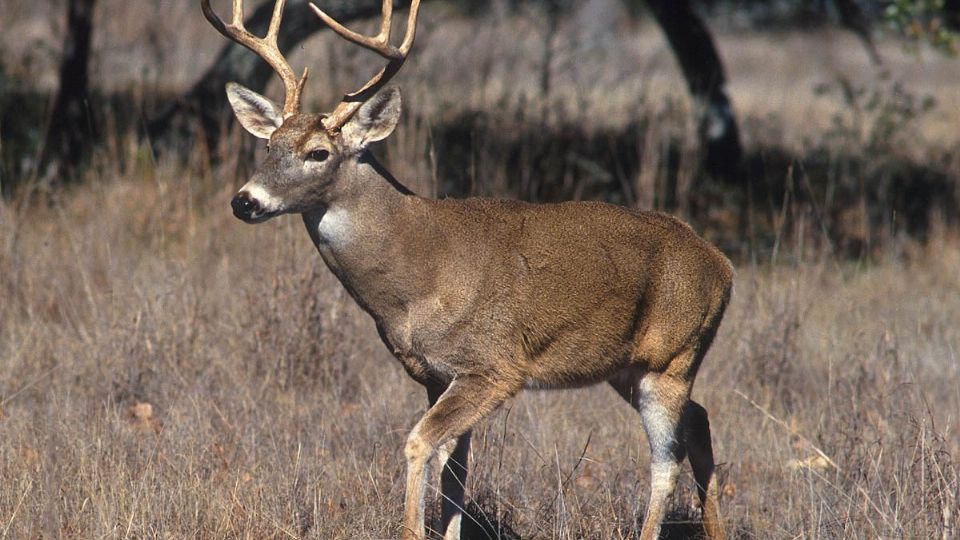 Este año fueron 2 mil 658 cazadores los que participaron en la temporada que arrancó en noviembre y terminó el 14 de febrero