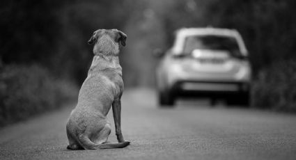 Justicia para los lomitos, castigarán con cárcel abandono animal en Tamaulipas