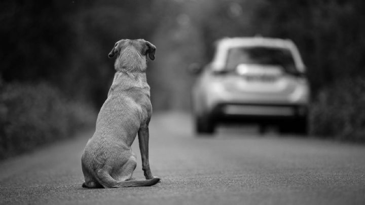 Justicia para los lomitos, castigarán con cárcel abandono animal en Tamaulipas