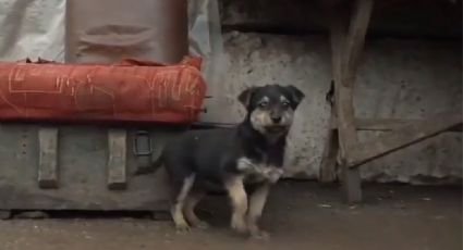 Rambo el lomito guerrero que fue adoptado por los soldados ucranianos para defender su patria.