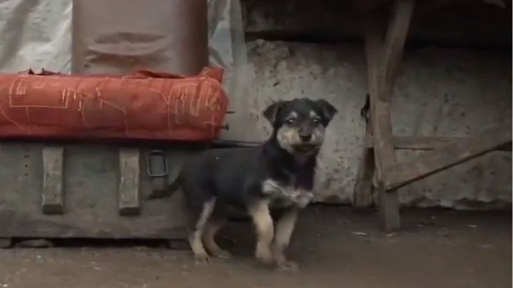 Rambo el lomito guerrero que fue adoptado por los soldados ucranianos para defender su patria.
