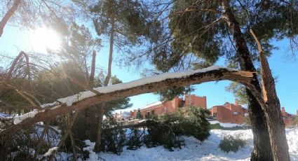 Dallas: Árboles explotan por el frío intenso de la tormenta invernal