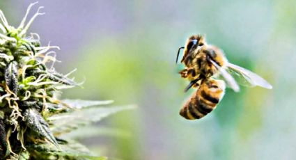 Las abejas enloquecen con la marihuana