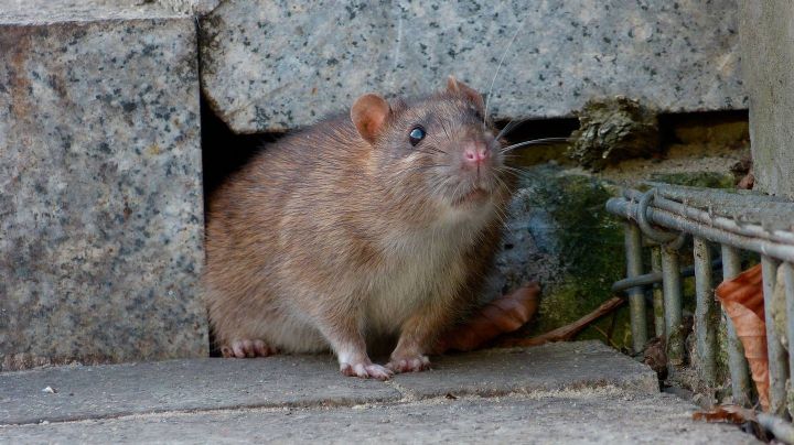 Hallan variantes desconocidas de Covid en aguas residuales; podrían provenir de las ratas