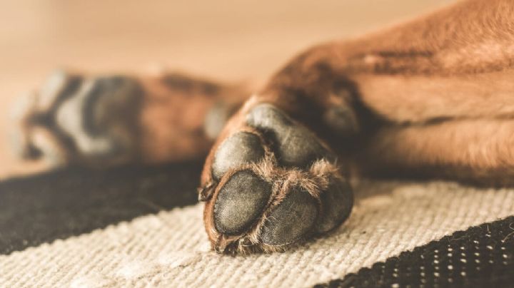 Sentencian a prisión a asesino de un perro; más de 3 años en la cárcel