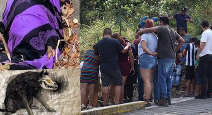 ¿Un nahual? Encuentran extraño cadáver animal en Veracruz; pobladores lo visitan FOTOS