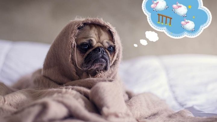 ¿Problemas para dormir? Tiktoker revela secreto para conciliar el sueño ¡en 10 minutos!