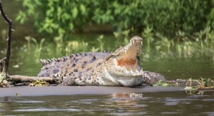 Ataca cocodrilo a niño en Quintana Roo