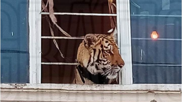 ¡Me pareció ver un lindo ga..Tigre de Bengala es rescatado de complejo departamental en Edomex.