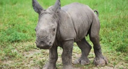 Queenie, el nuevo bebé rinoceronte nombrado en honor a la Reina Isabel II