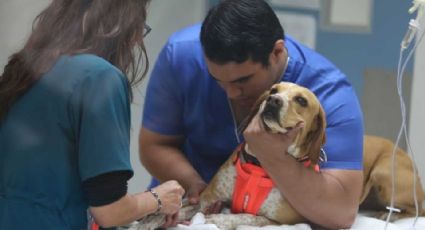 ¿Cáncer en los perros? La historia de  Darius, el lomito que toma quimioterapias