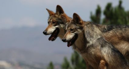 ¿Un mal cuidado? Mueren dos lobos mexicanos en Zoológico de Chapultepec, abren investigación