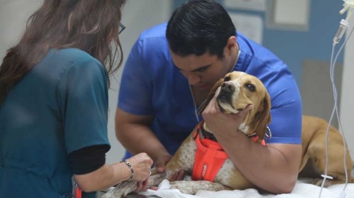 ¿Cáncer en los perros? La historia de  Darius, el lomito que toma quimioterapias