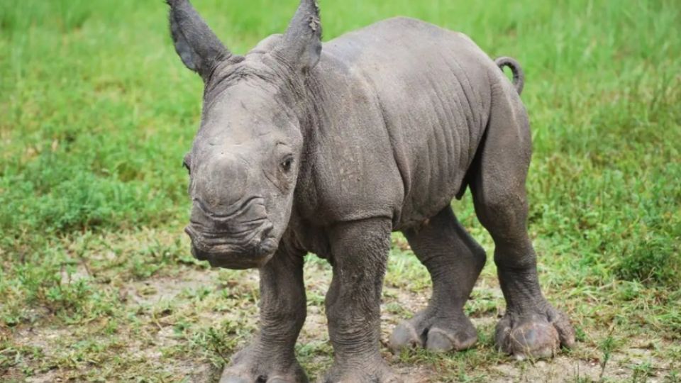 El pequeño rinoceronte blanco se unirá a la exclusiva lista de nombramientos en honor a la Reina Isabel II