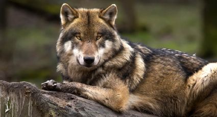 Despiden a los dos Lobos Mexicanos que murieron en el Zoológico de Chapultepec