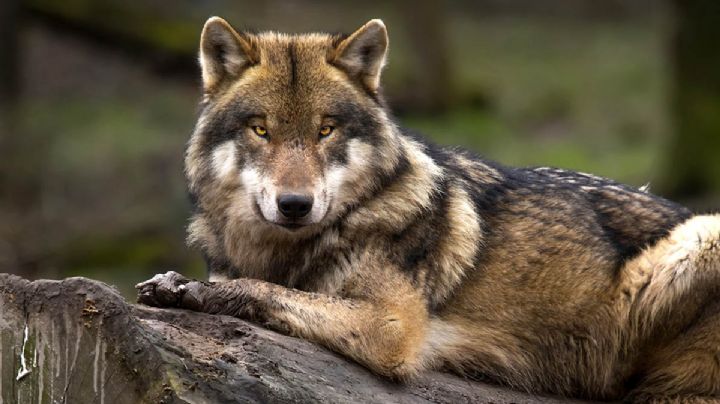 Despiden a los dos Lobos Mexicanos que murieron en el Zoológico de Chapultepec