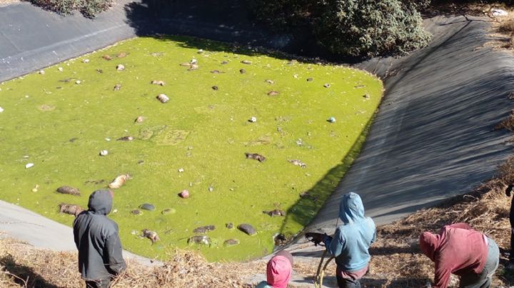 TRAGEDIA: Mueren 100 perros al beber agua de laguna tóxica en Edomex (Imágenes fuertes)