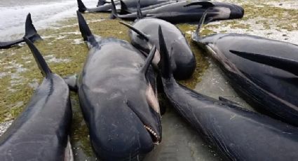 Mueren 29 ballenas encalladas en playa de Nueva Zelanda