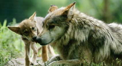 Realiza operativo Profepa tras muerte de lobos mexicanos, especie en peligro de extinción