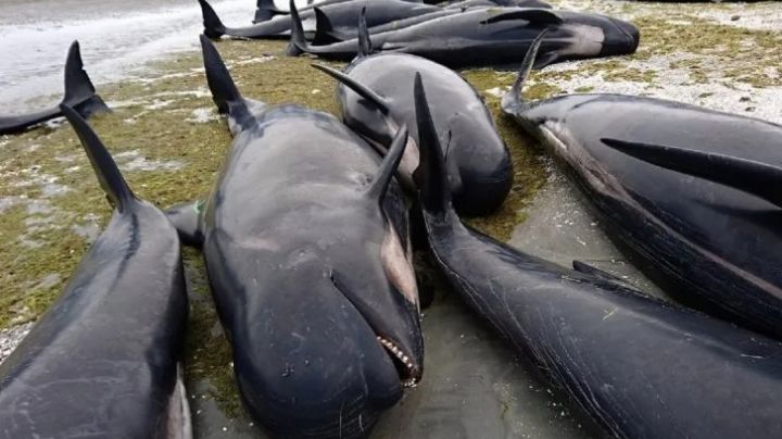 Mueren 29 ballenas encalladas en playa de Nueva Zelanda