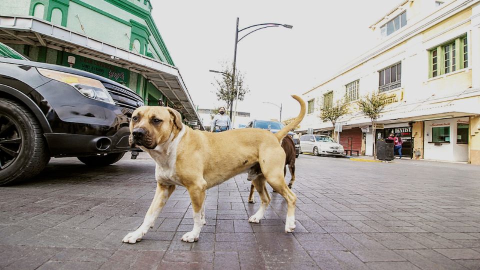 Debido a una legislación de 2017, estos animales no pueden ser capturados, menos sacrificados, lo que ha derivado en una sobrepoblación de perros y gatos en las calles