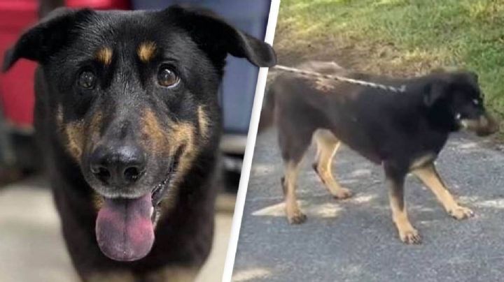 Abandonan a perrito en un refugio por ser "homosexual"