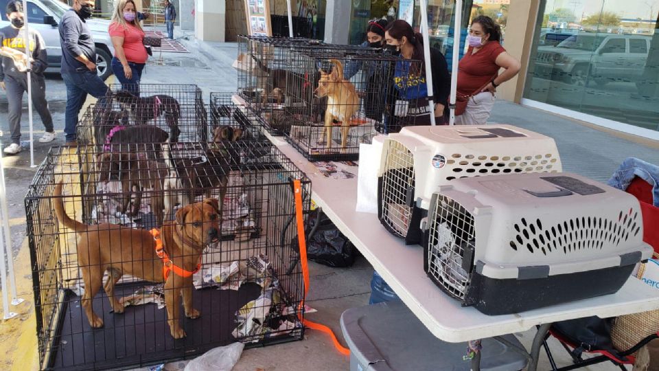 Cientos de mascotas son abandonadas en las calles una vez que crecen