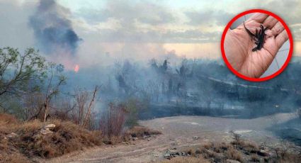 Lluvia de ceniza en Nuevo Laredo: viento arrastra humo de incendios en Laredo, TX