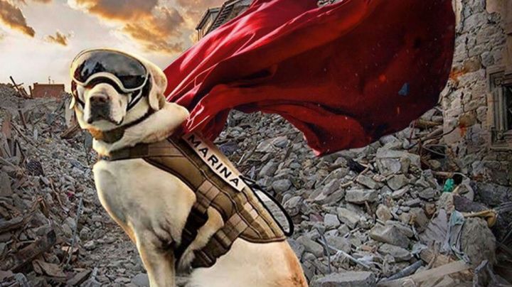 Frida, la perrita rescatista: estos son sus logros en 10 años de servicio; está delicada