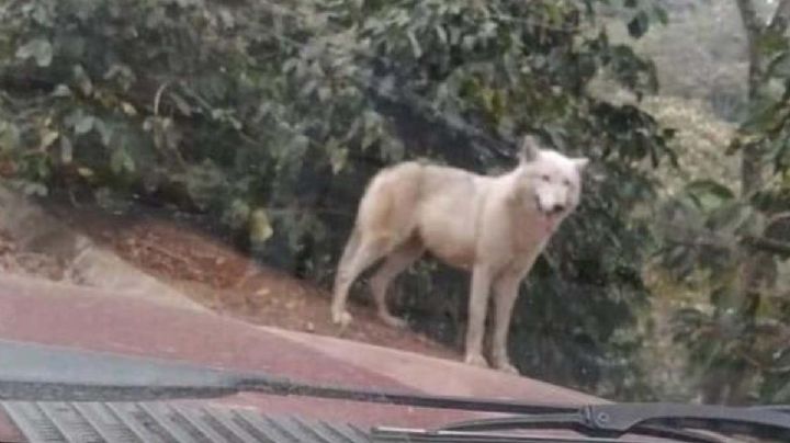 Rescatan loba mexicana en Veracruz; deambulaba por las calles de Huatusco