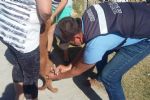 Vacunan a perros y gatos de Nuevo Laredo contra la rabia; superan meta