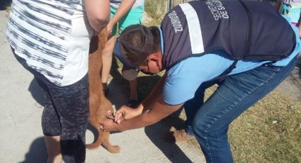 Vacunan a perros y gatos de Nuevo Laredo contra la rabia; superan meta