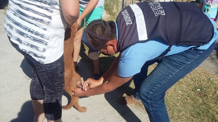 Vacunan a perros y gatos de Nuevo Laredo contra la rabia; superan meta