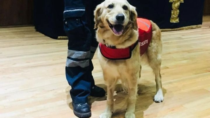 ¿Frida la perrita rescatista murió? Difunden en redes supuesta muerte