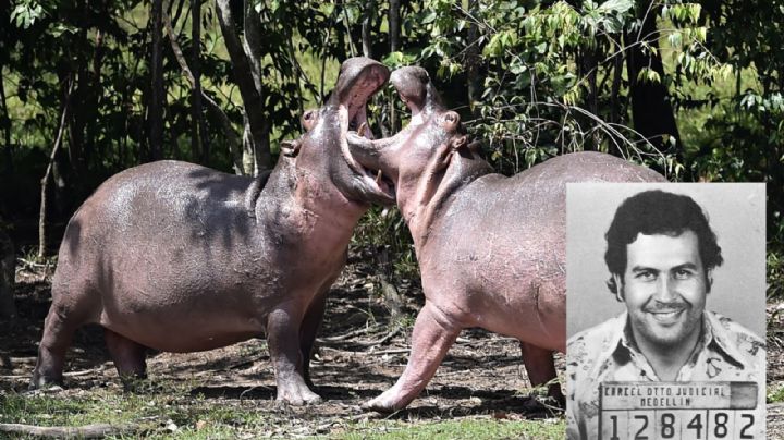 Los hipopótamos de Pablo Escobar son declarados especie exótica invasora en Colombia
