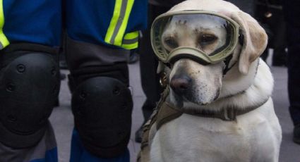 Tras rumores de su fallecimiento, la perrita “Frida” reaparece