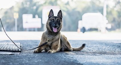 Agente k9 detecta 5 libras de metanfetaminas ocultas en basurero de Laredo