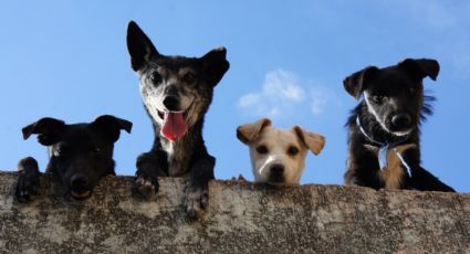 ¡Cuide a sus mascotas! Calor de Nuevo Laredo es idóneo para las garapatas