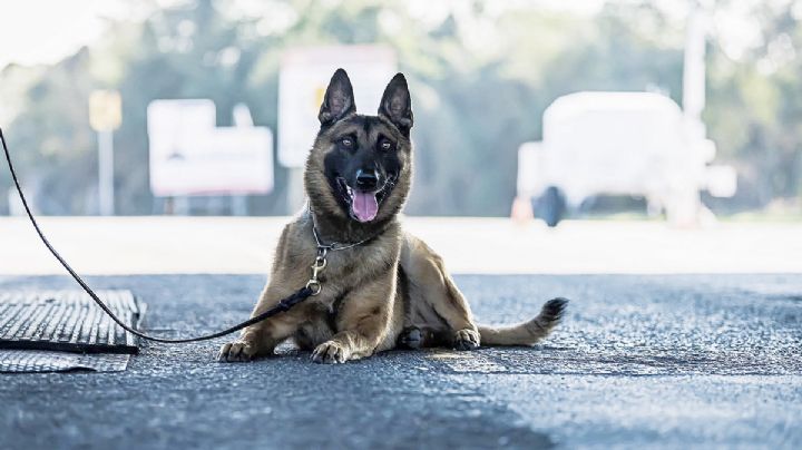 Agente k9 detecta 5 libras de metanfetaminas ocultas en basurero de Laredo