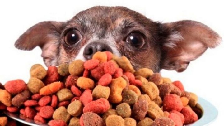 ¡Cuidado! Comprar croquetas a granel podrían ser dañinas para tu lomito