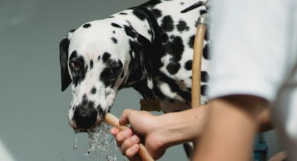 ¡Temperaturas mortales! Conoce cómo cuidar a tu mascota de un golpe de calor