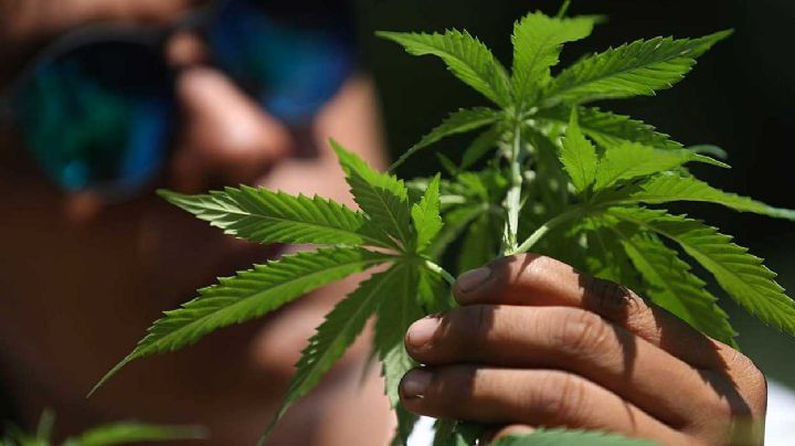 ¡Rolen el churro!: Permiten uso libre de marihuana en Oaxaca