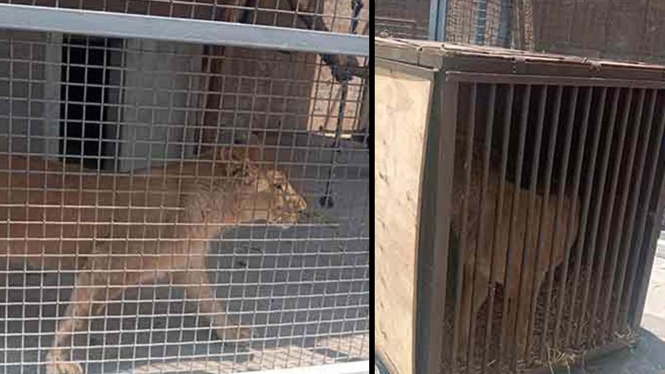 El león africano apareció, ahora en una casa de Atizapán, en el Estado de México