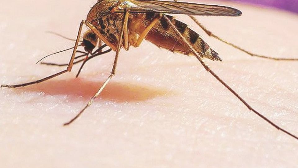 La División de Epidemiología del Departamento de Salud confirmó los dos primeros casos de malaria en la ciudad en el 2022, ambos relacionados con viajes