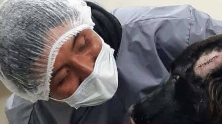 ¡Perrito héroe! Salva a su humana de un feminicidio, pero fue apuñalado