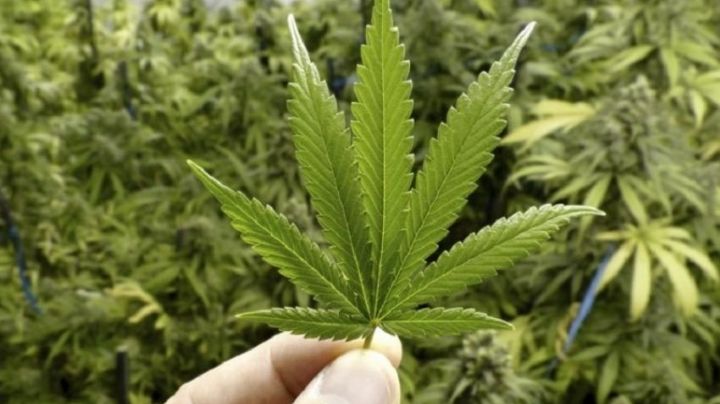 Día Internacional de la Marihuana: Este es el origen del 420