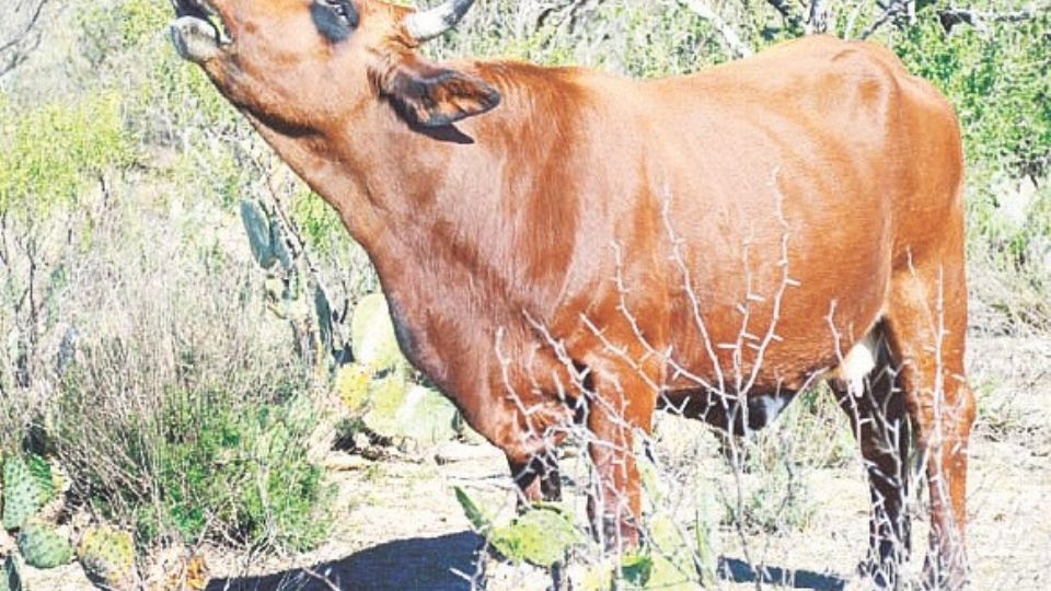 Sufren ganaderos por falta de lluvias en la región