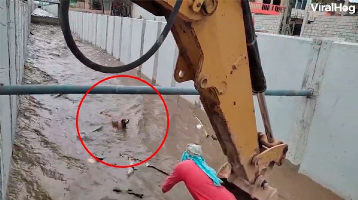 VIDEO: Captan rescate de perrita con una excavadora; había caído a canal de riego