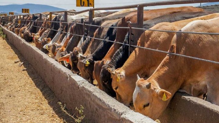 Roberto Adams, Jefe de Salud Animal, se declara culpable de aceptar sobornos
